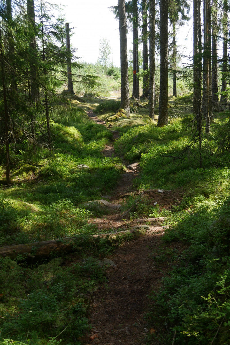 Waldweg
